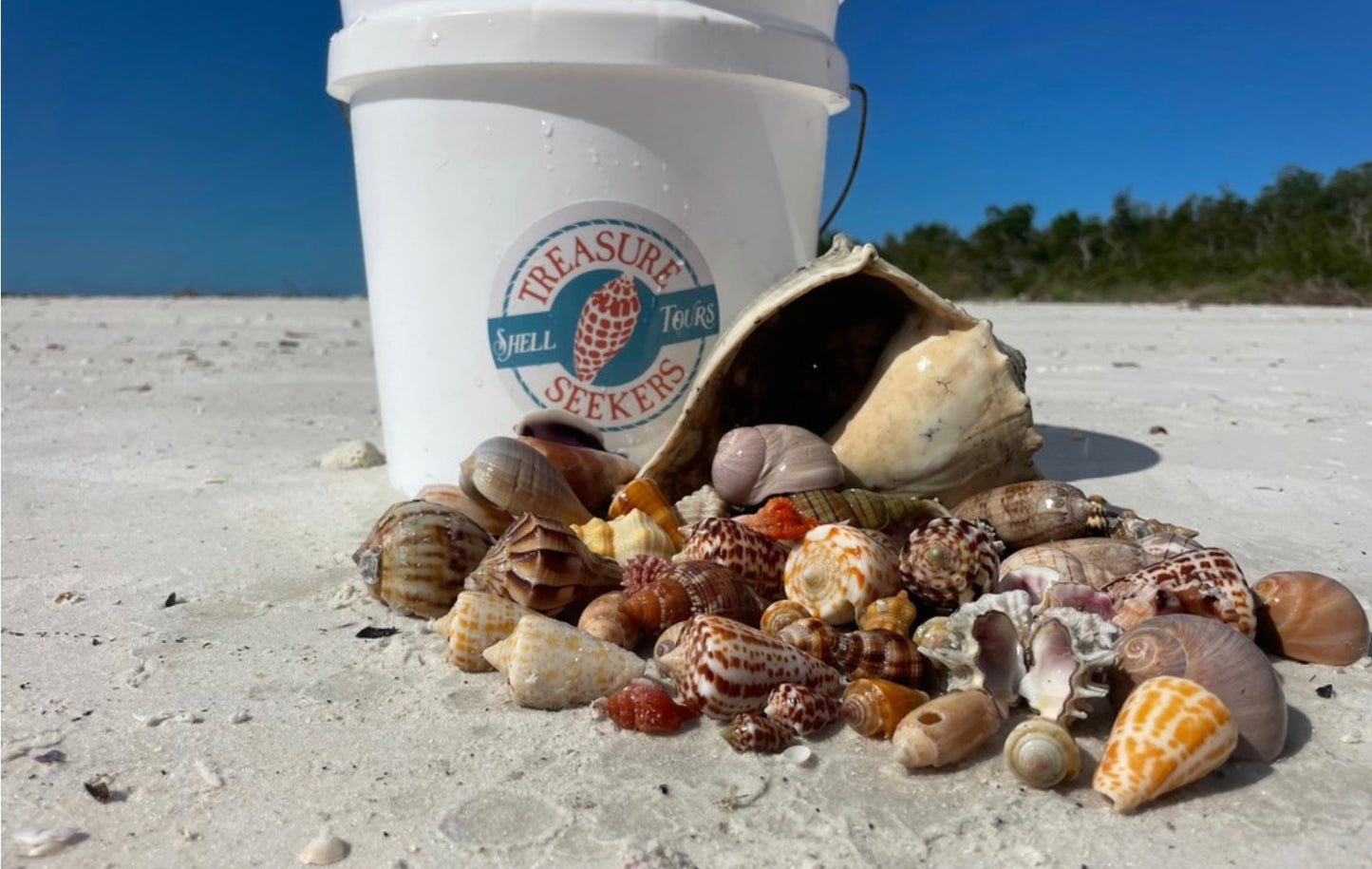 Shell Bucket